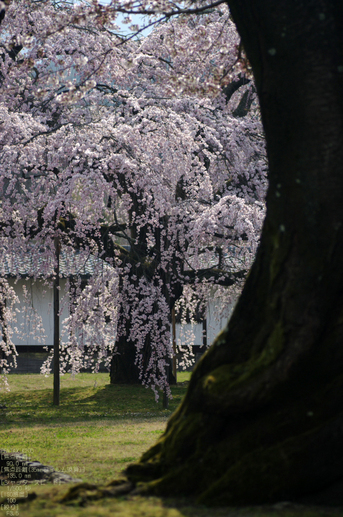 2011_4_醍醐寺・桜_10.jpg