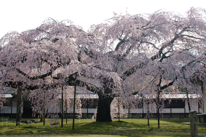 2011_4_醍醐寺・桜_2.jpg