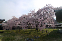 2011_4_醍醐寺・桜_3.jpg