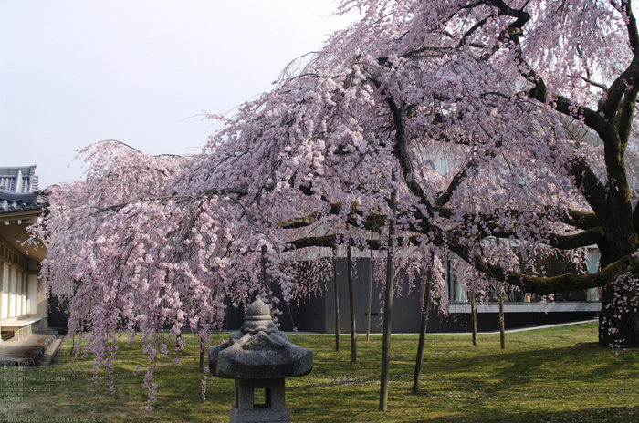 2011_4_醍醐寺・桜_4.jpg