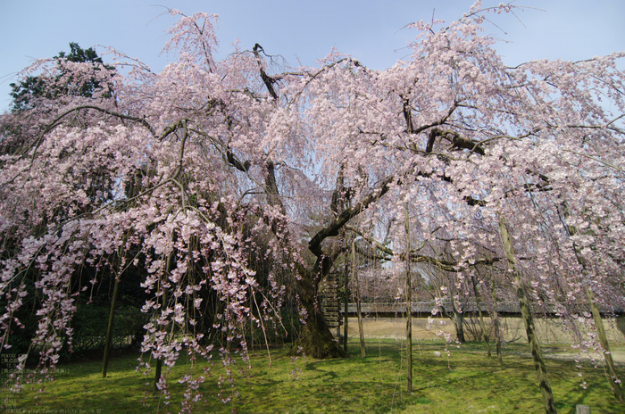 2011_4_醍醐寺・桜_5.jpg