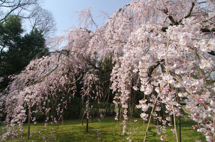 2011_4_醍醐寺・桜_6.jpg