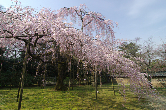 2011_4_醍醐寺・桜_7.jpg