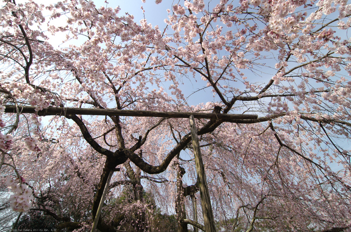 2011_4_醍醐寺・桜_8.jpg