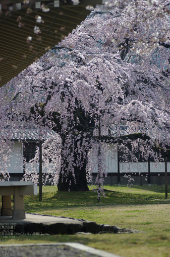 2011_4_醍醐寺・桜_9.jpg