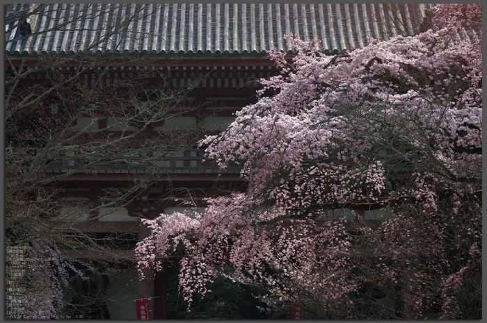 2011_4_醍醐寺・桜_top.jpg