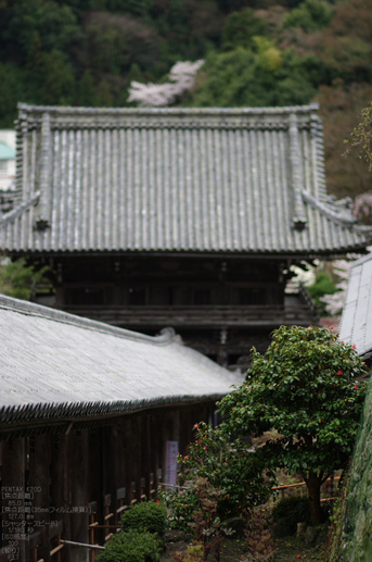 2011_4_長谷寺・桜_11.jpg