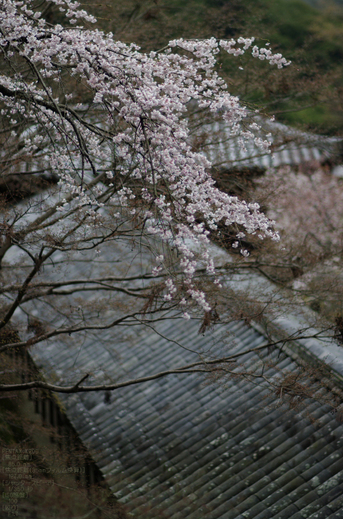 2011_4_長谷寺・桜_12.jpg