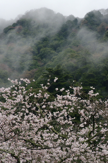 2011_4_長谷寺・桜_14.jpg