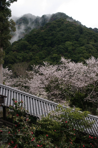 2011_4_長谷寺・桜_15.jpg