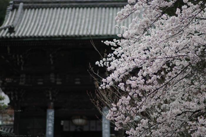 2011_4_長谷寺・桜_2.jpg