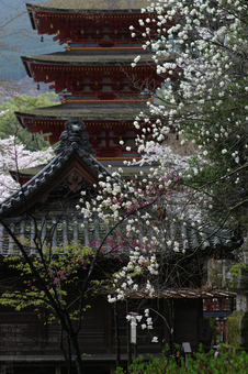 2011_4_長谷寺・桜_20.jpg