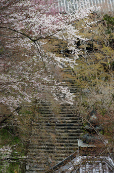 2011_4_長谷寺・桜_21.jpg