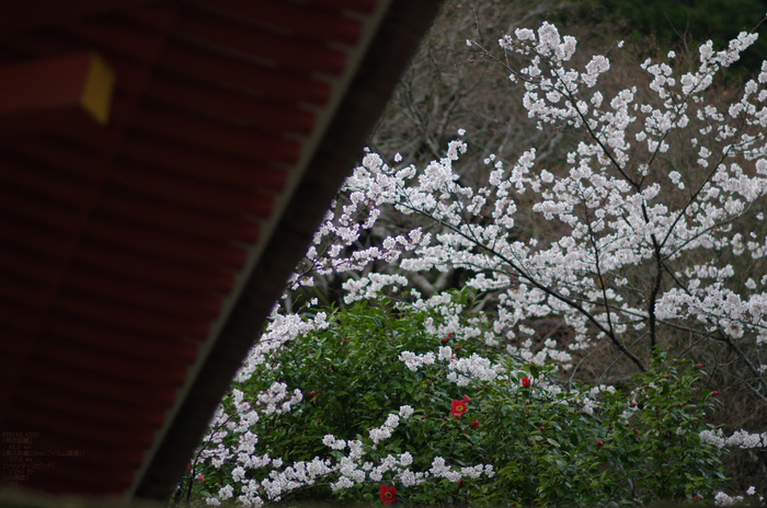 2011_4_長谷寺・桜_22.jpg