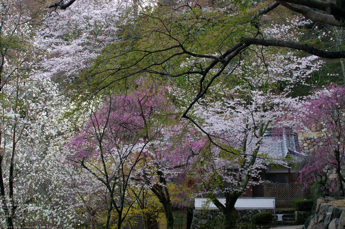 2011_4_長谷寺・桜_30.jpg