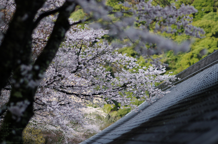 2011_4_長谷寺・桜_31.jpg