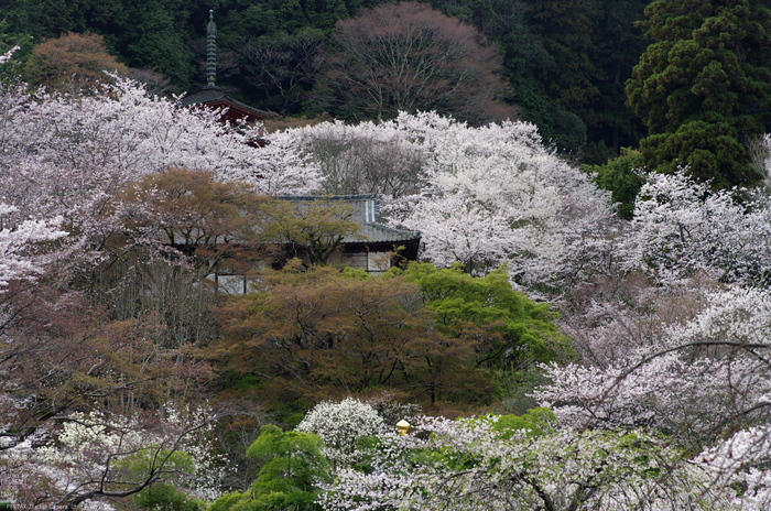 2011_4_長谷寺・桜_32.jpg