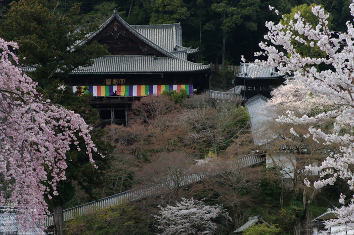 2011_4_長谷寺・桜_33.jpg