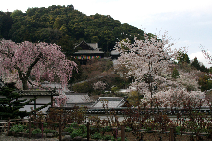 2011_4_長谷寺・桜_34.jpg