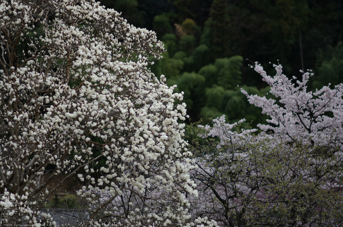 2011_4_長谷寺・桜_4.jpg