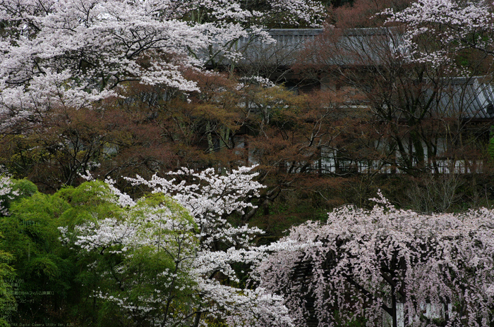 2011_4_長谷寺・桜_6.jpg