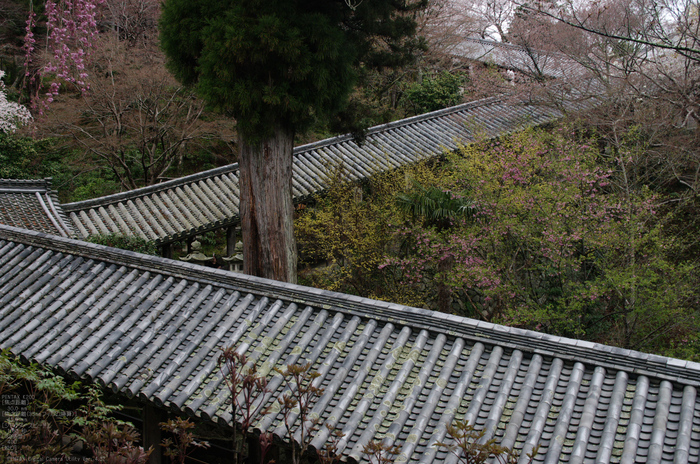 2011_4_長谷寺・桜_9.jpg