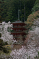 2011_4_長谷寺・桜_ex2.jpg