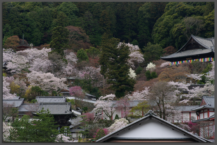 2011_4_長谷寺・桜_top1.jpg