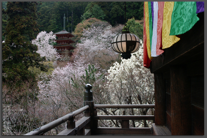 2011_4_長谷寺・桜_top2.jpg