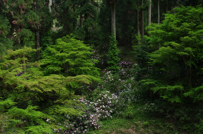 2011_4_岡寺・石楠花_14.jpg