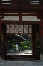 2011_4_岡寺・石楠花_2.jpg