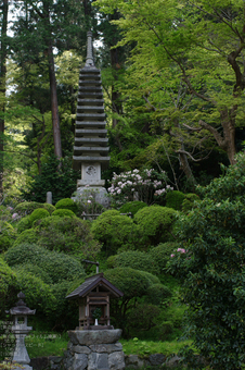 2011_4_岡寺・石楠花_5.jpg