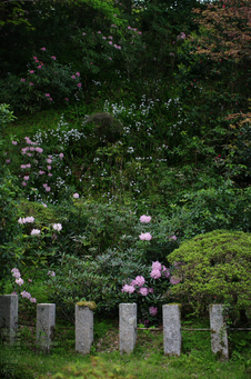 2011_4_岡寺・石楠花_6.jpg