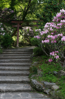 2011_4_岡寺・石楠花_7.jpg