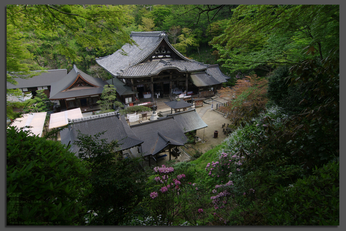 2011_4_岡寺・石楠花_top.jpg