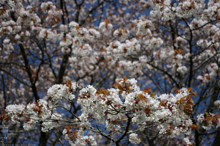 2011_4_月桜_11.jpg