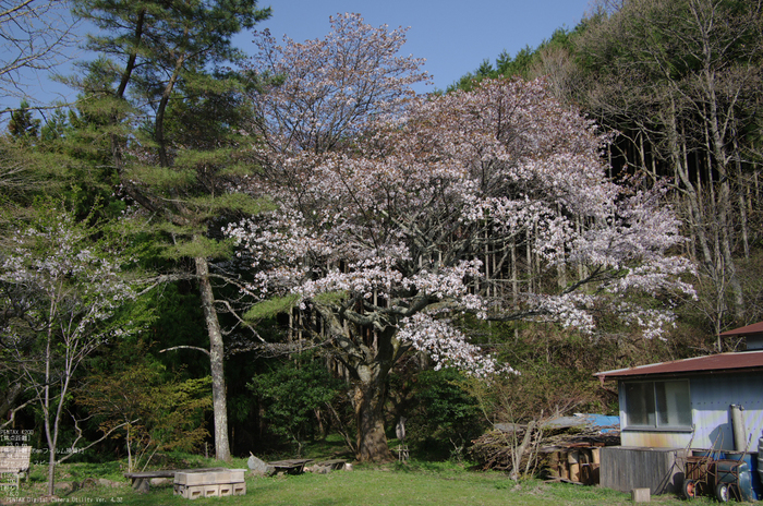 2011_4_月桜_2.jpg