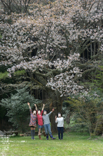 2011_4_月桜_3.jpg