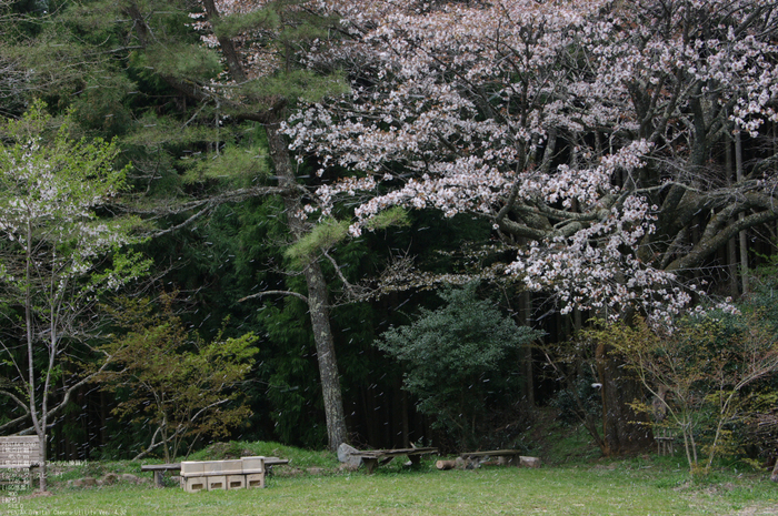 2011_4_月桜_5.jpg