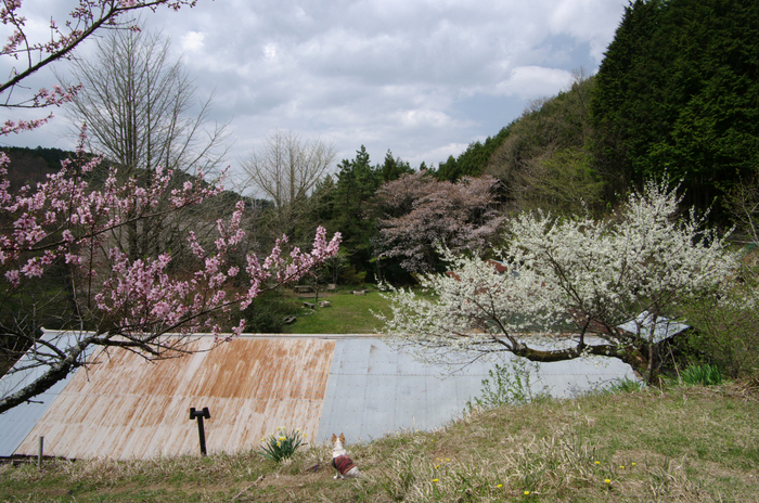 2011_4_月桜_7.jpg