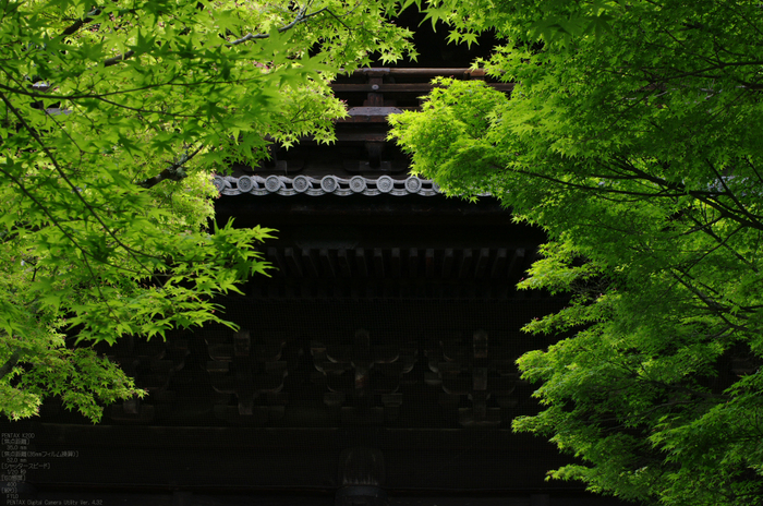 2011_5_南禅寺・新緑_39.jpg