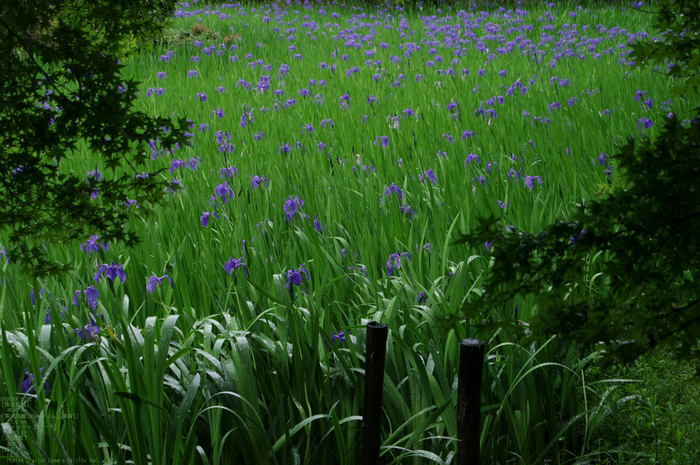 2011_5_大田神社・杜若_4.jpg