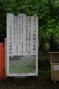 2011_5_大田神社・杜若_7.jpg