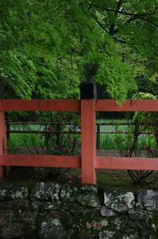 2011_5_大田神社・杜若_9.jpg