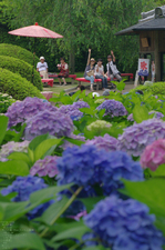 2011_6_三室戸寺・紫陽花_14.jpg