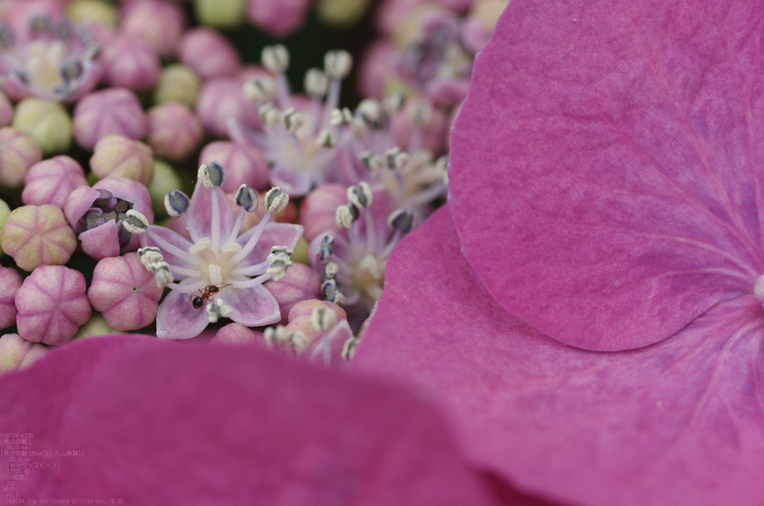 2011_6_三室戸寺・紫陽花_15.jpg