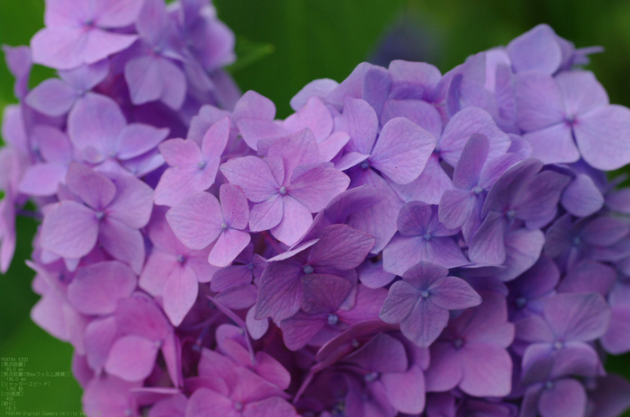 2011_6_三室戸寺・紫陽花_18.jpg