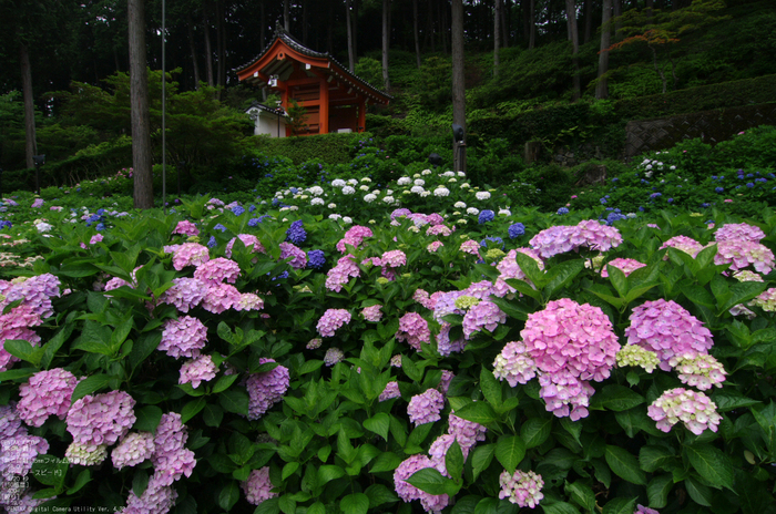 2011_6_三室戸寺・紫陽花_2.jpg