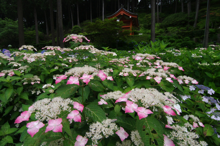 2011_6_三室戸寺・紫陽花_3.jpg