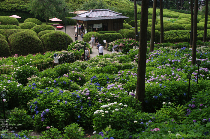 2011_6_三室戸寺・紫陽花_5.jpg